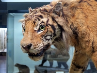 Museo Giacomo Doria 7-2019 7842